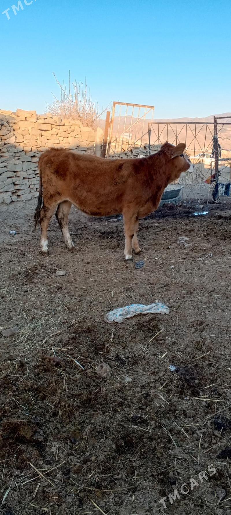 tuwe we sygyr - Bäherden - img 2