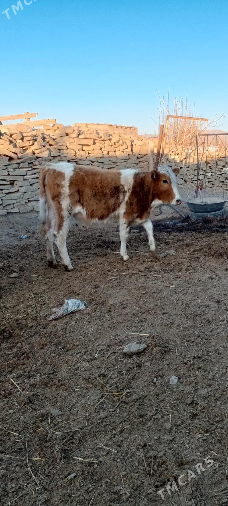 tuwe we sygyr - Bäherden - img 3