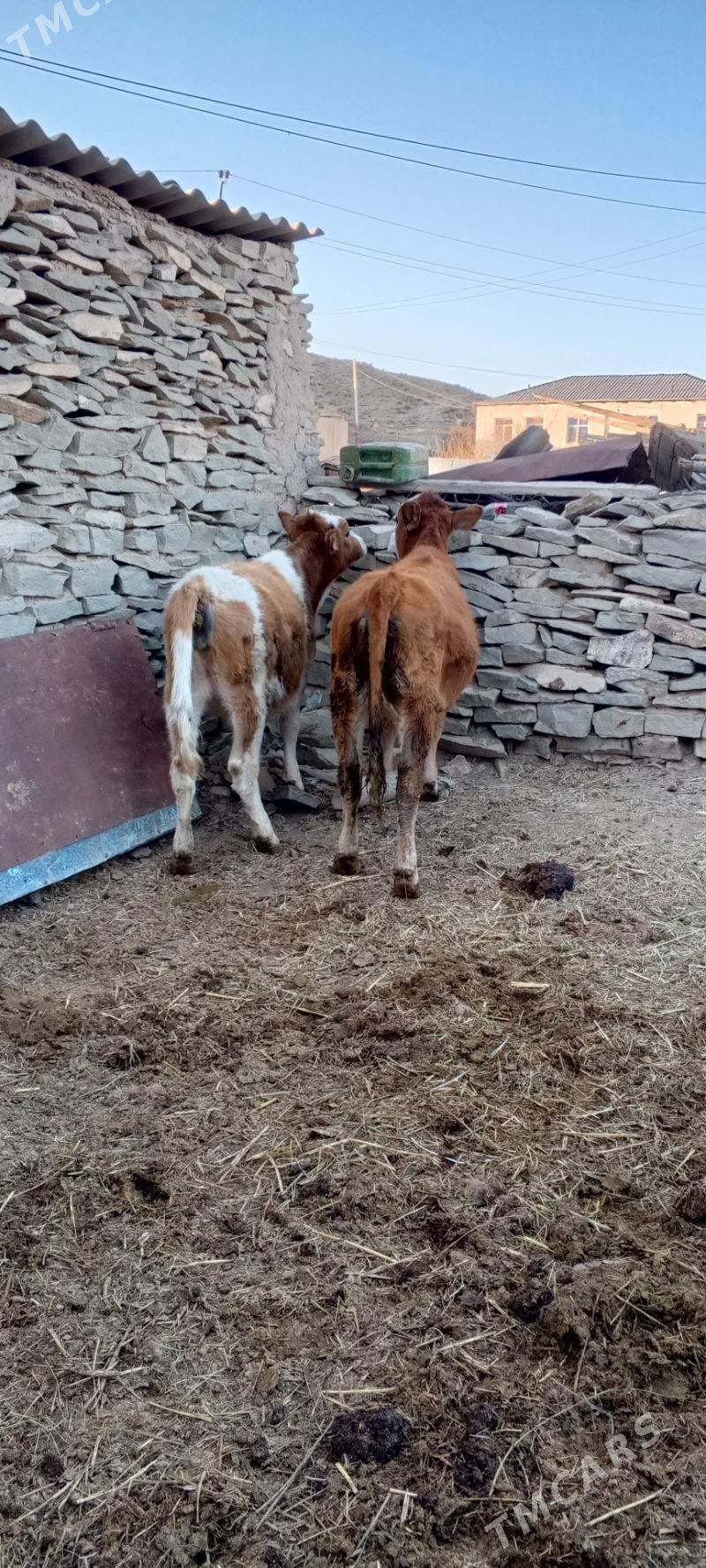 tuwe we sygyr - Bäherden - img 4