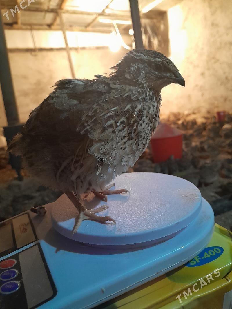 BEDENE - Gökdepe - img 2