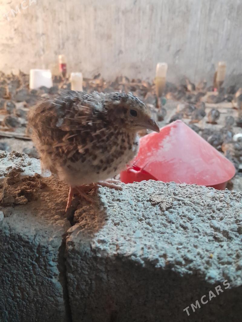 BEDENE - Gökdepe - img 3