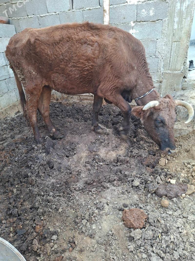 gysyr sygyr - Garadamak Şor - img 2