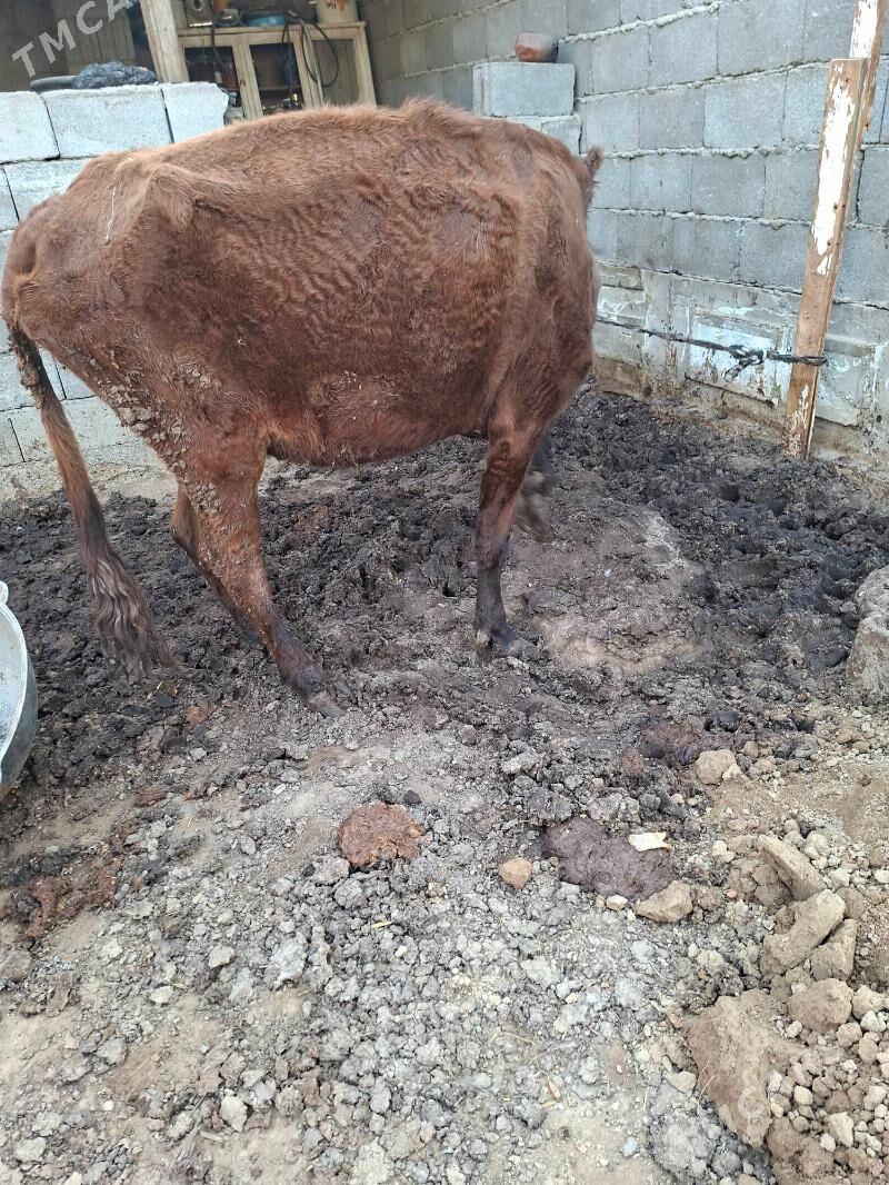 gysyr sygyr - Garadamak Şor - img 3