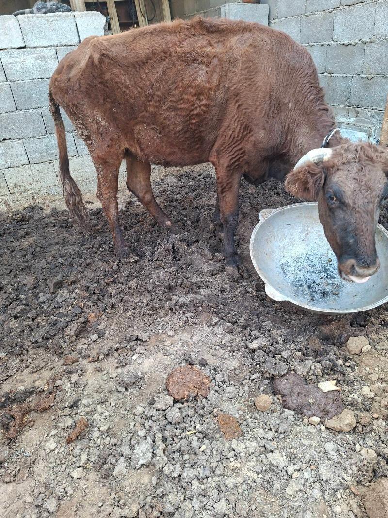 gysyr sygyr - Garadamak Şor - img 1