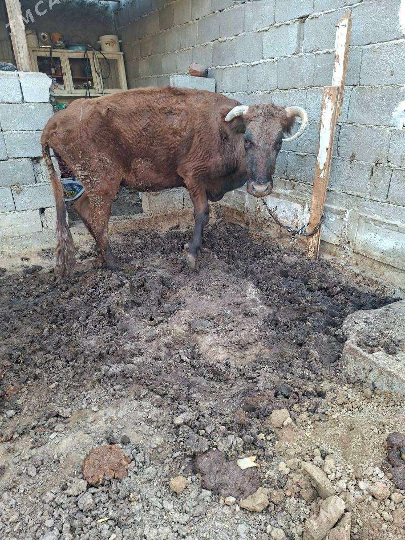 gysyr sygyr - Garadamak Şor - img 4