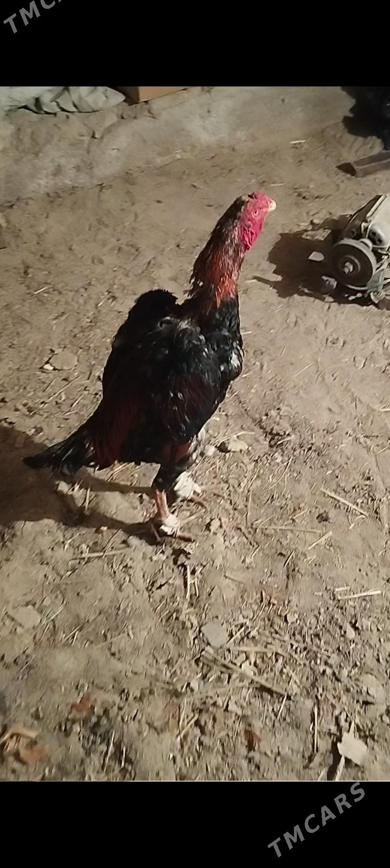 horaz - Дарганата - img 2