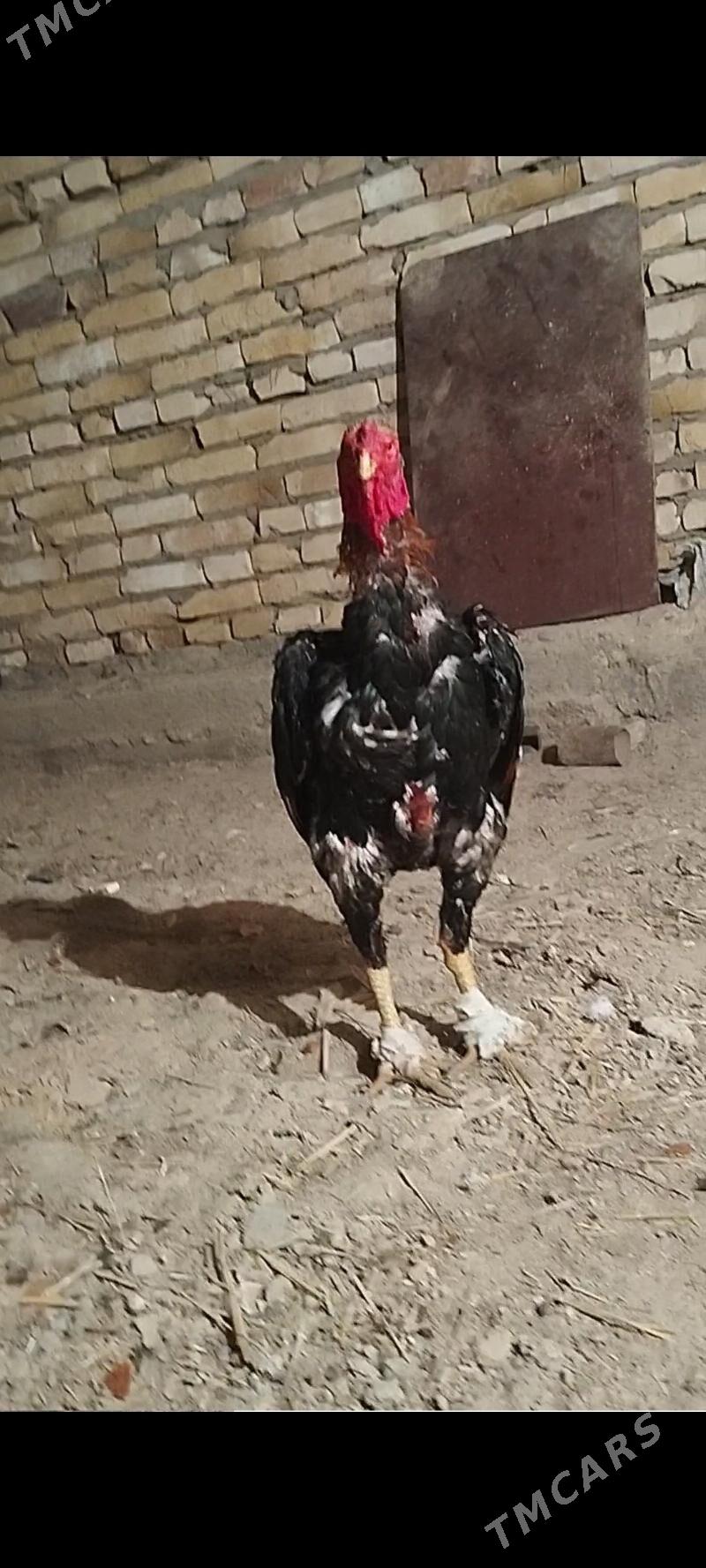 horaz - Дарганата - img 3