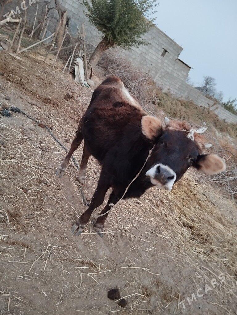 Tuwe. - Kaka - img 1