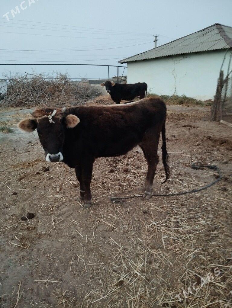 Tuwe. - Kaka - img 2