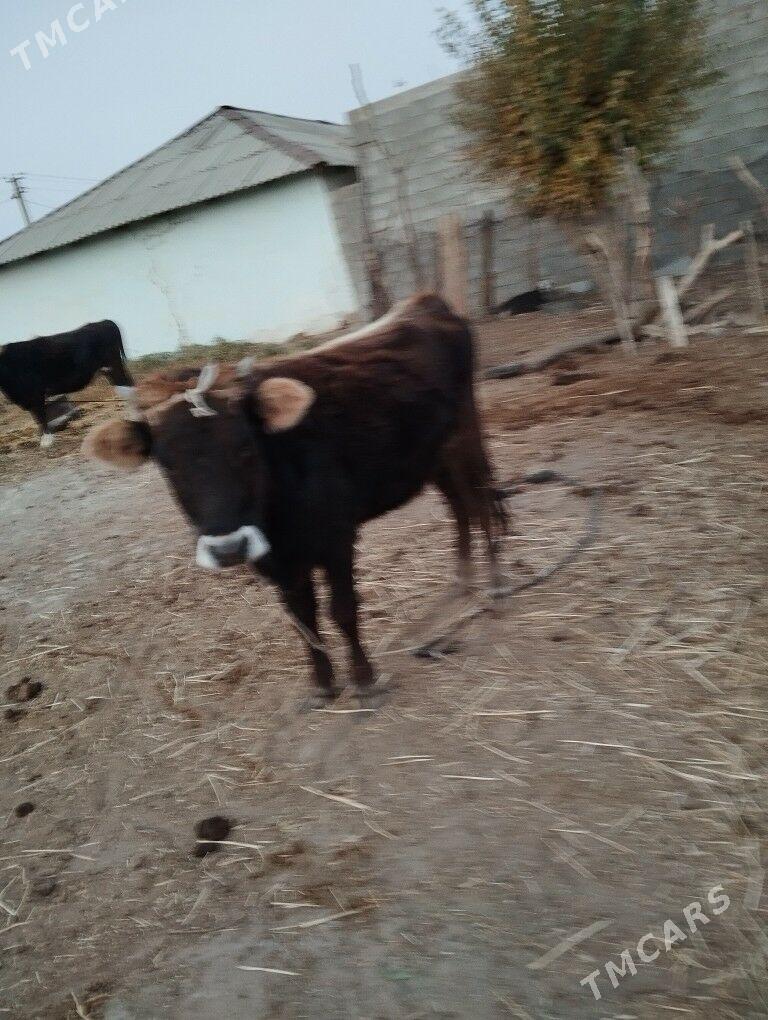 Tuwe. - Kaka - img 3