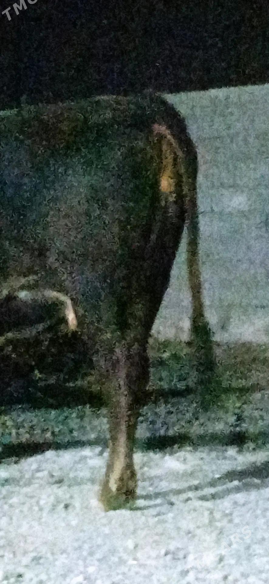 BOGAZ SYGYR - Bäherden - img 3