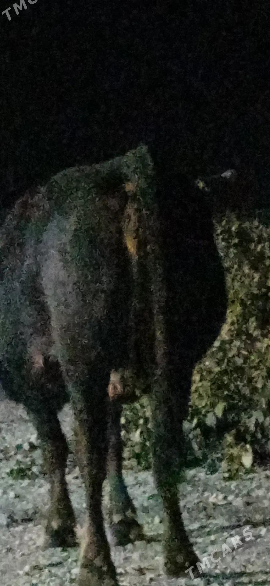 BOGAZ SYGYR - Bäherden - img 2