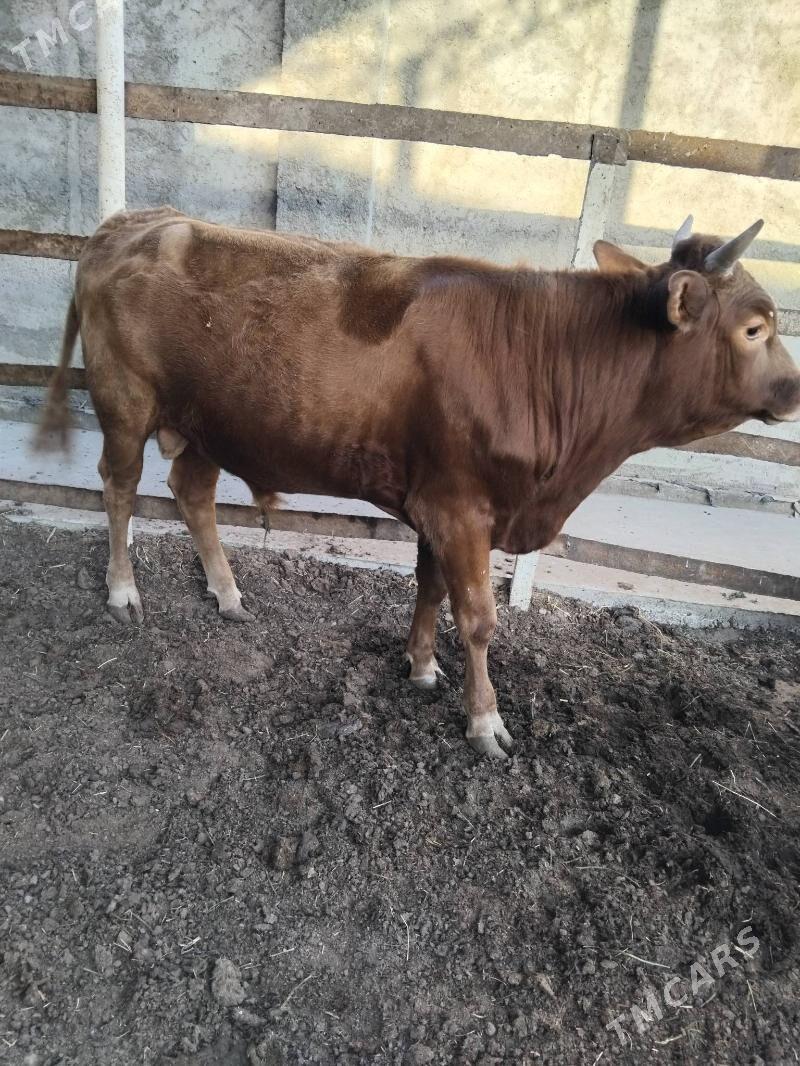 Öküz - Mary - img 3