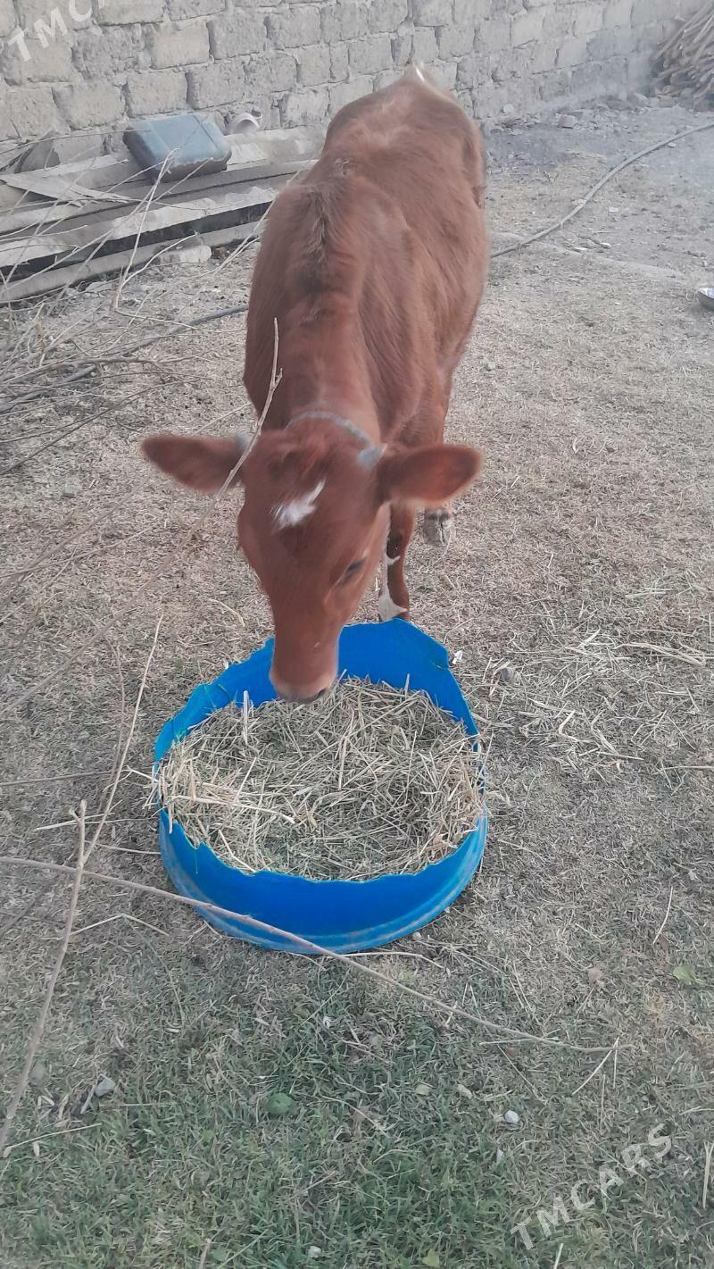 Tuwe - Ak bugdaý etraby - img 4