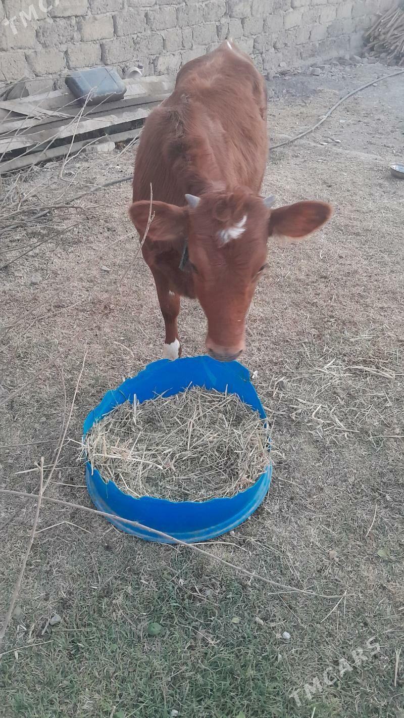 Tuwe - Ak bugdaý etraby - img 3