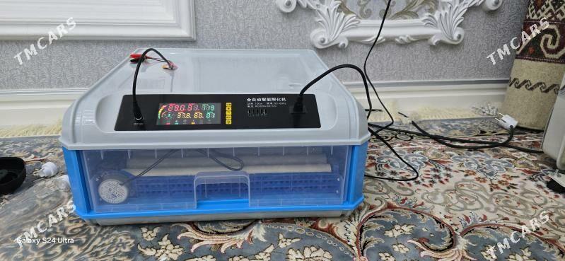 Inkubator - Gökdepe - img 2