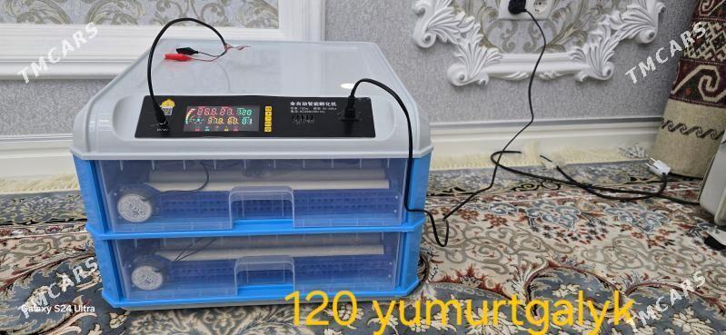 Inkubator - Gökdepe - img 1