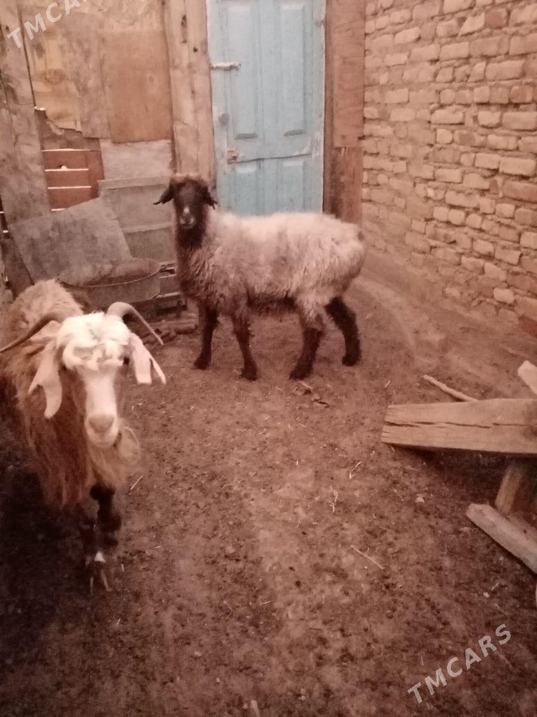 Bag goyun - Bereket - img 2