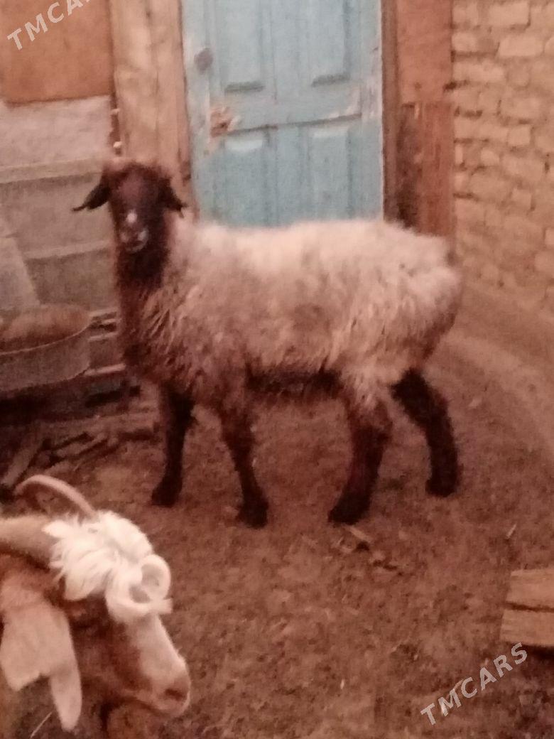 Bag goyun - Bereket - img 1