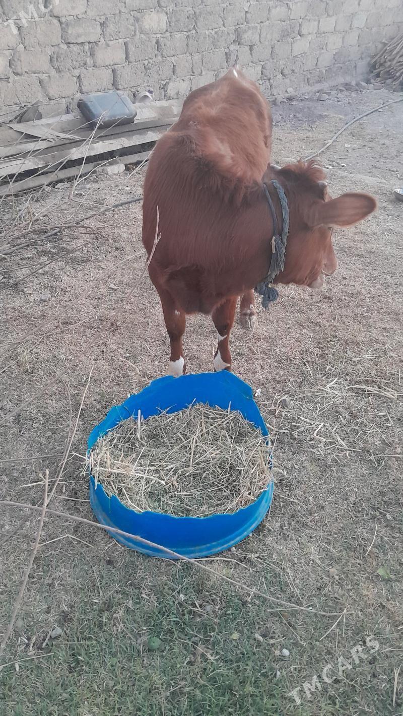 Tuwe - Ak bugdaý etraby - img 2