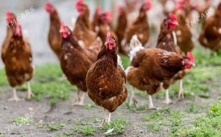 Lohman braun juyjesi - Gökdepe - img 2