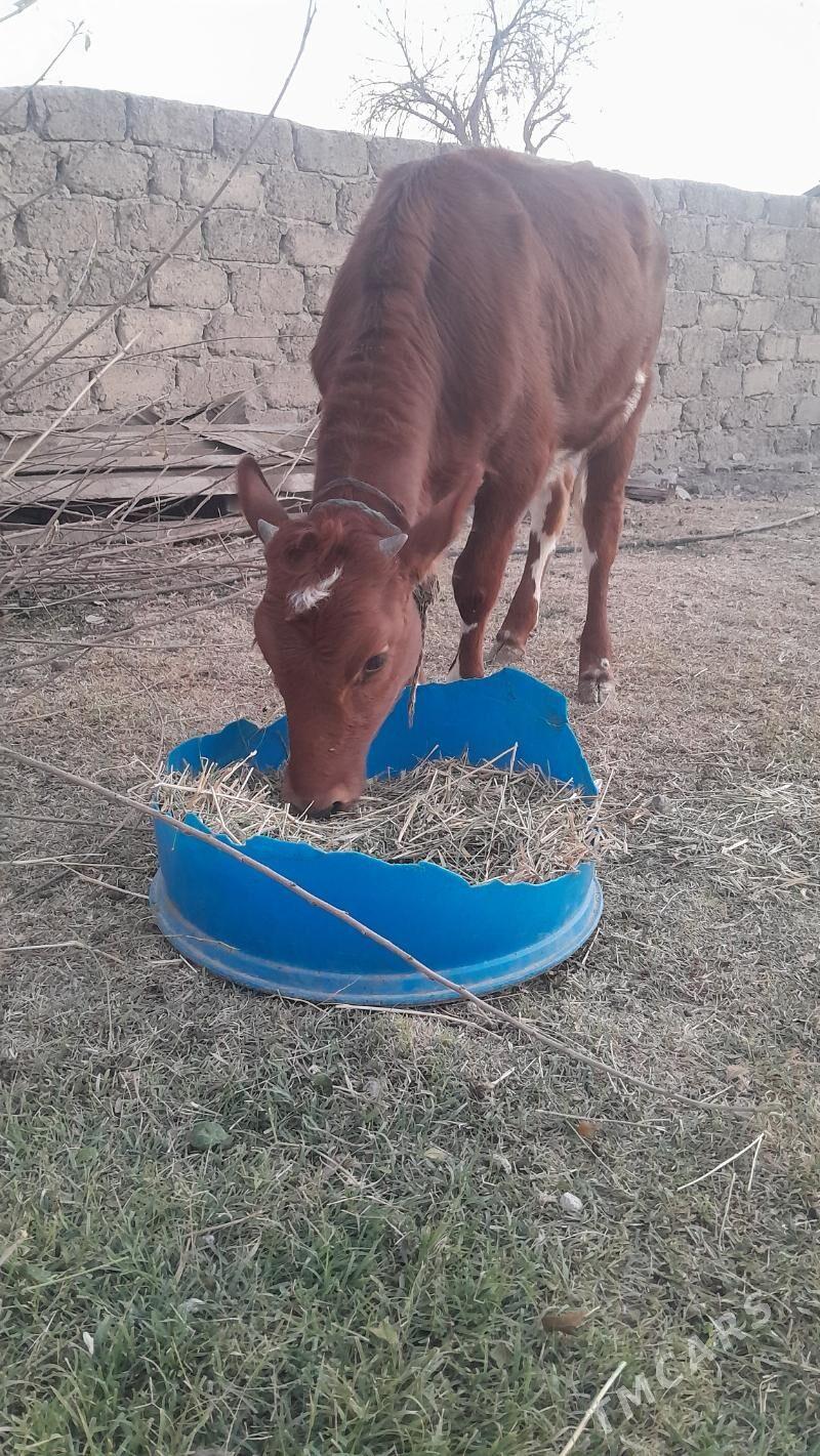 Tuwe - Ak bugdaý etraby - img 5