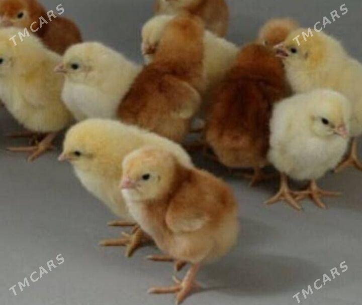 Lohman braun juyjesi - Gökdepe - img 3