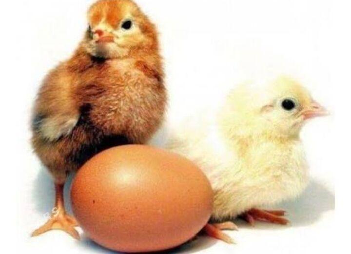 Lohman braun juyjesi - Гёкдепе - img 1