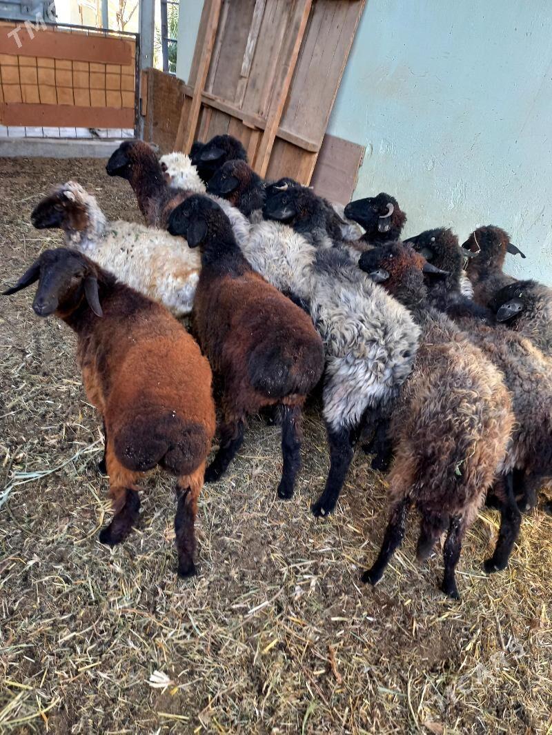 Garaköl.Goyun.Tokly.Kisar - Хитровка - img 3