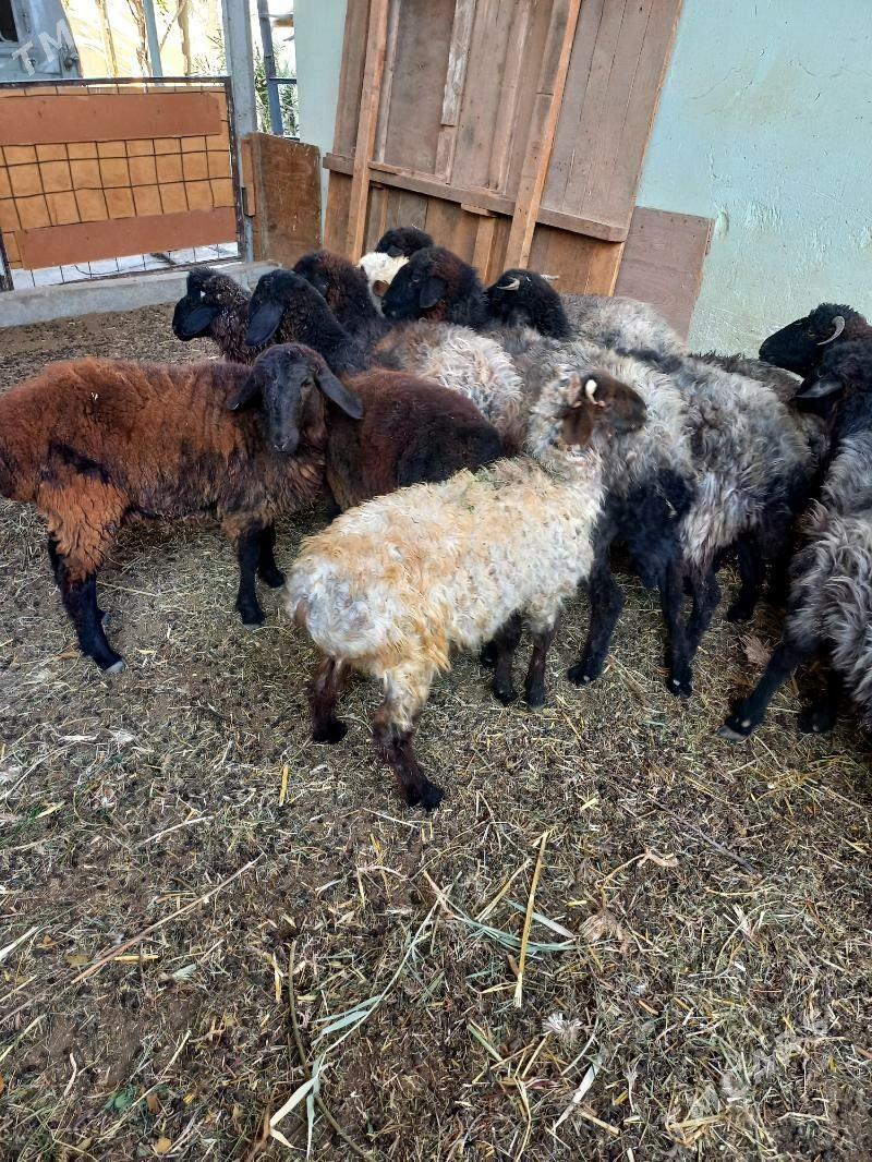 Garaköl.Goyun.Tokly.Kisar - Хитровка - img 2