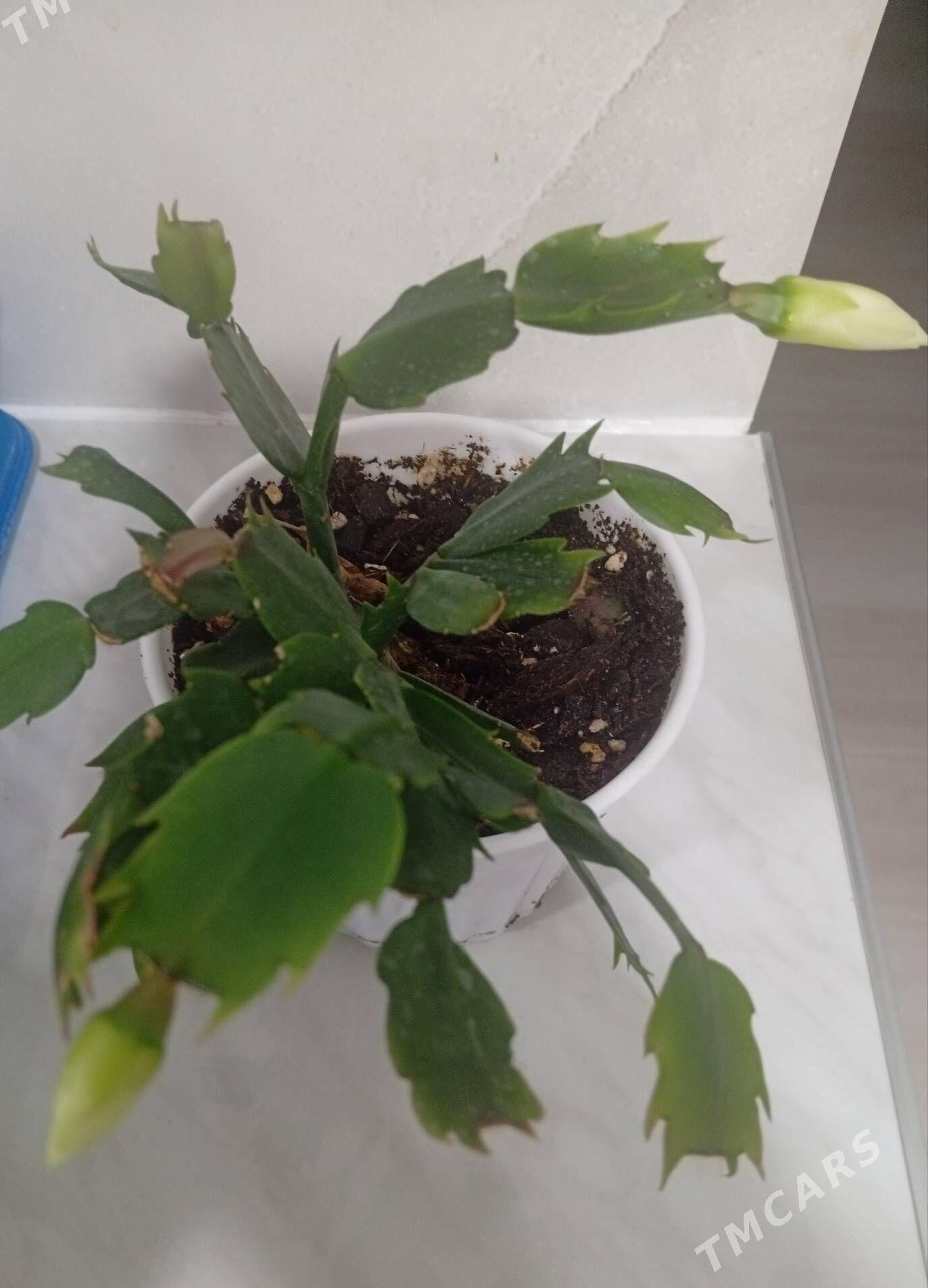 дикабрист - Багир - img 1