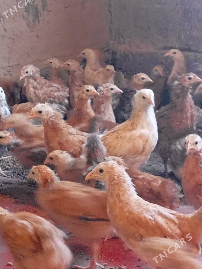 jüje towuk - Kaka - img 4