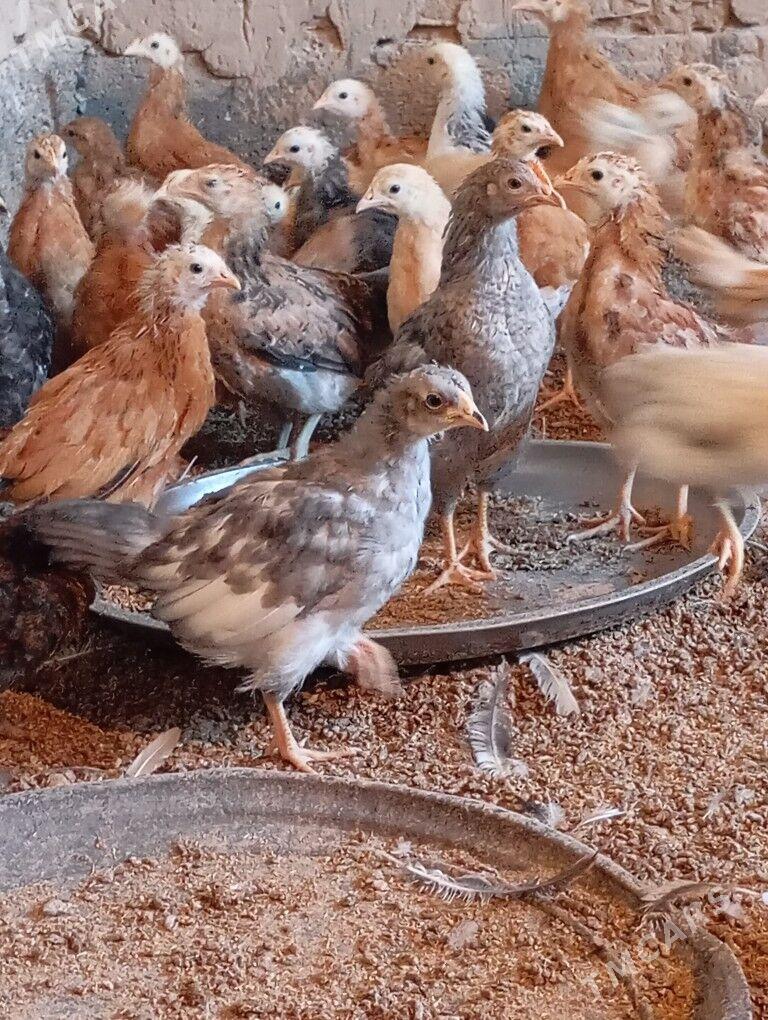 jüje towuk - Kaka - img 5