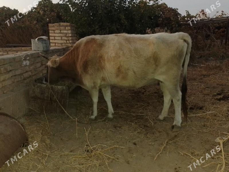 Sygyr 13100 - Jebel - img 1