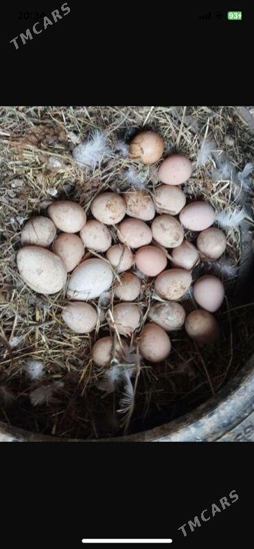 sisarka - Ашхабад - img 1