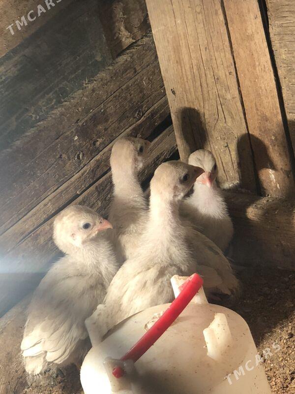 sisarka - Ашхабад - img 2