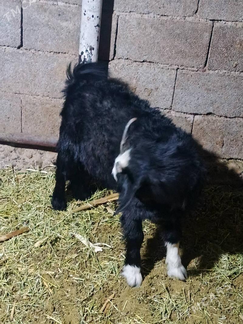 cewış - Büzmeýin - img 1