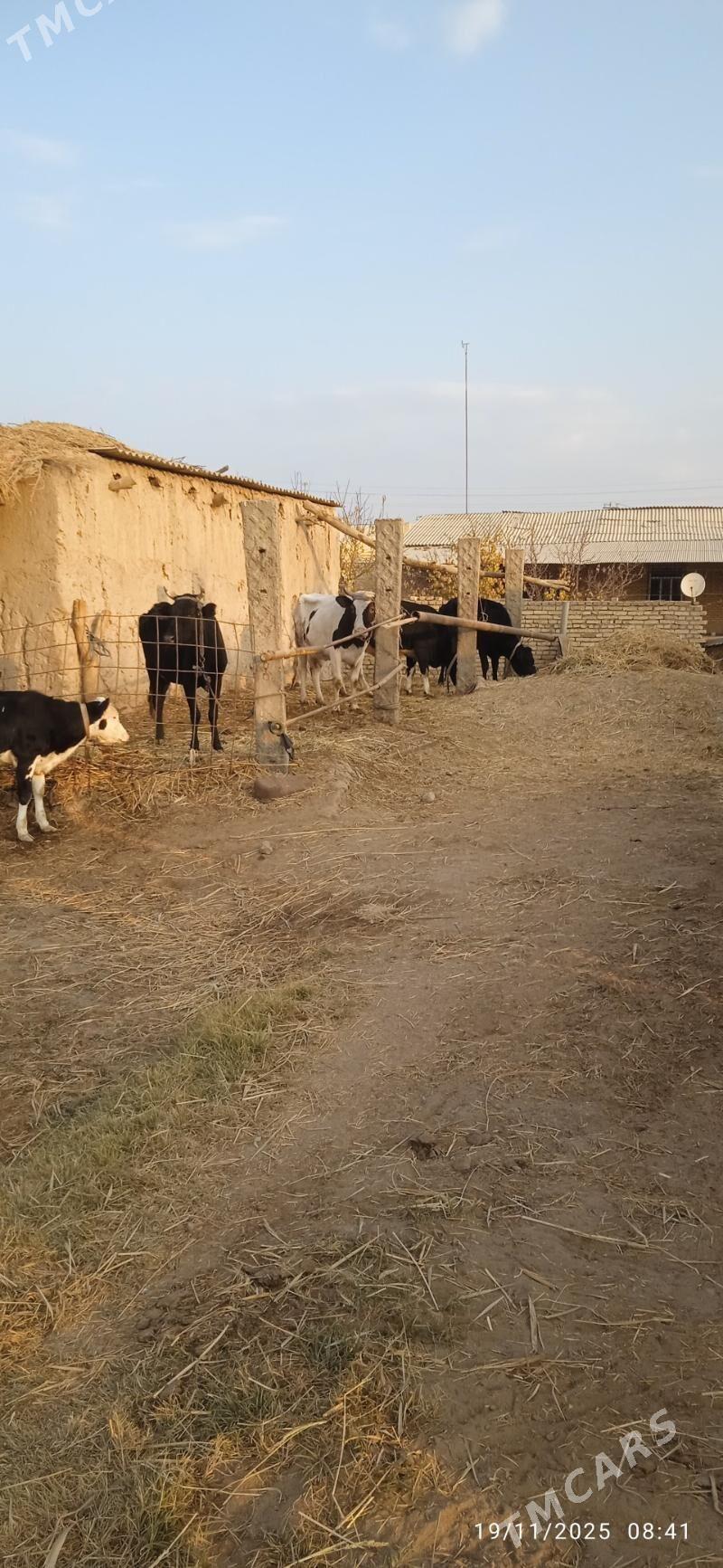 satlyk malar - Дянев - img 2