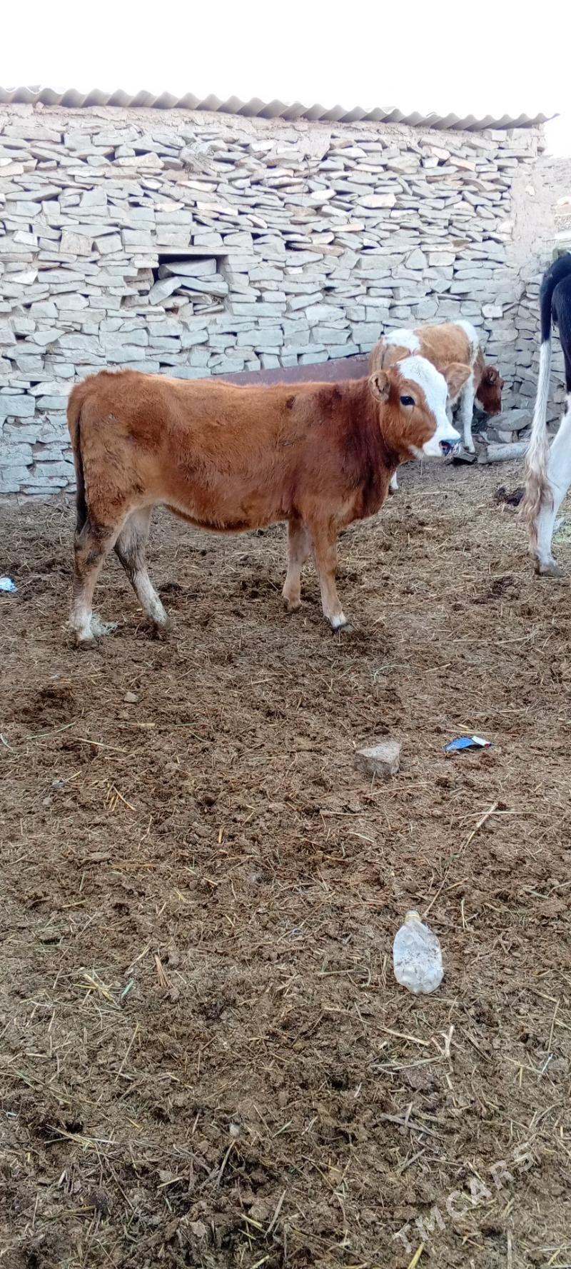 tuwe we sygyr - Bäherden - img 1