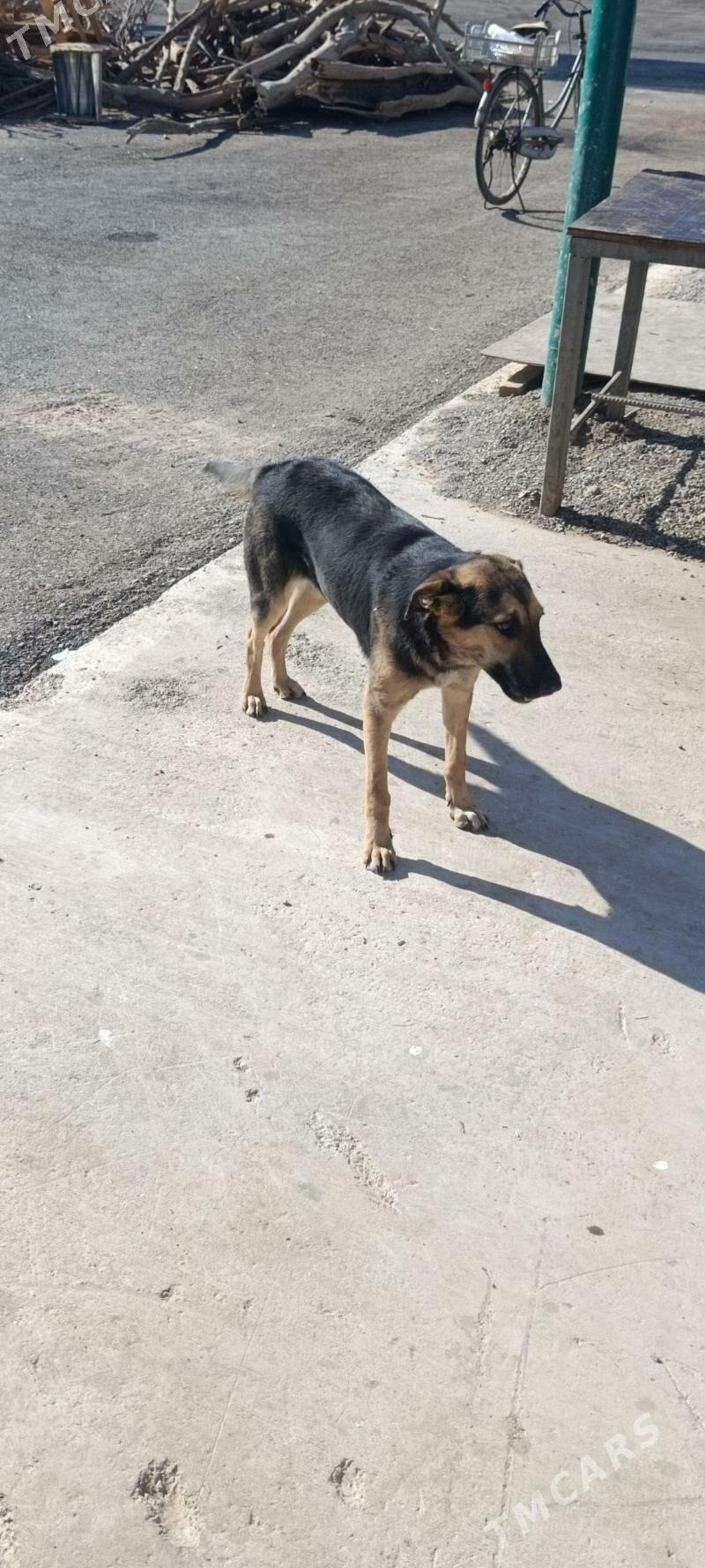 awçarka - Серахс - img 1