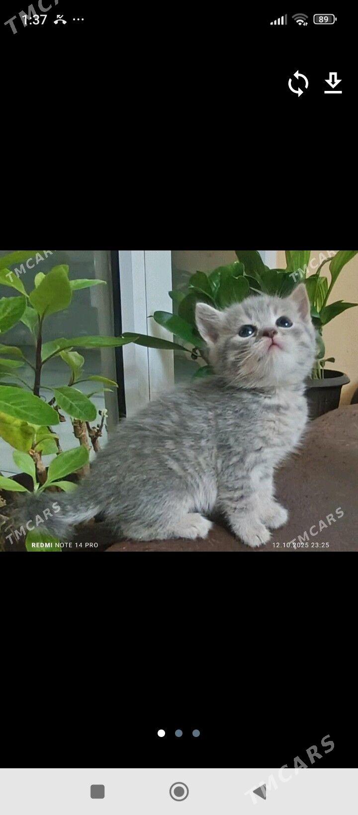 Котята pishijik - Багир - img 2