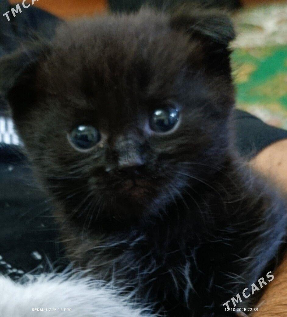 Котята pishijik - Багир - img 3