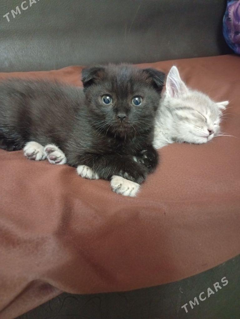 Котята pishijik - Багир - img 1