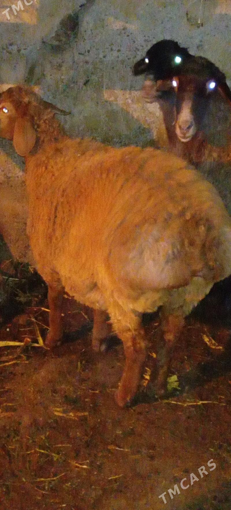 goyun - Кëши - img 2