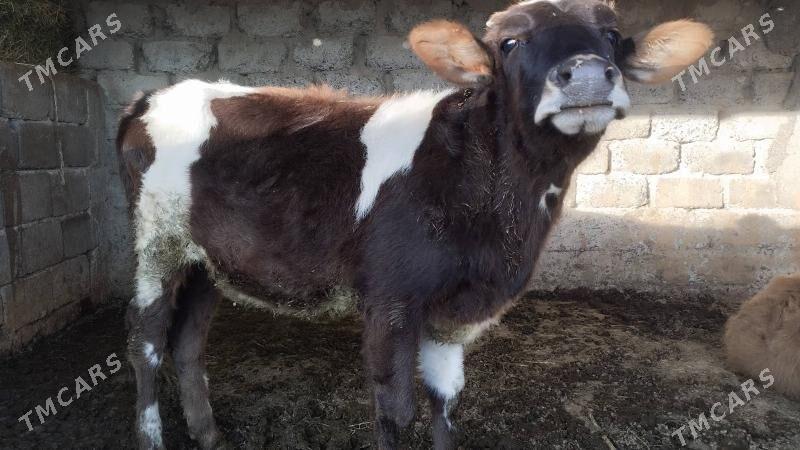 göle - Gökdepe - img 4