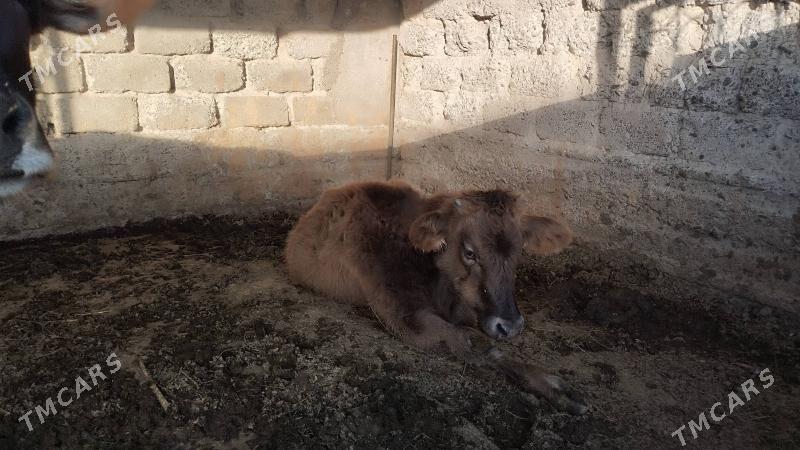 göle - Gökdepe - img 2