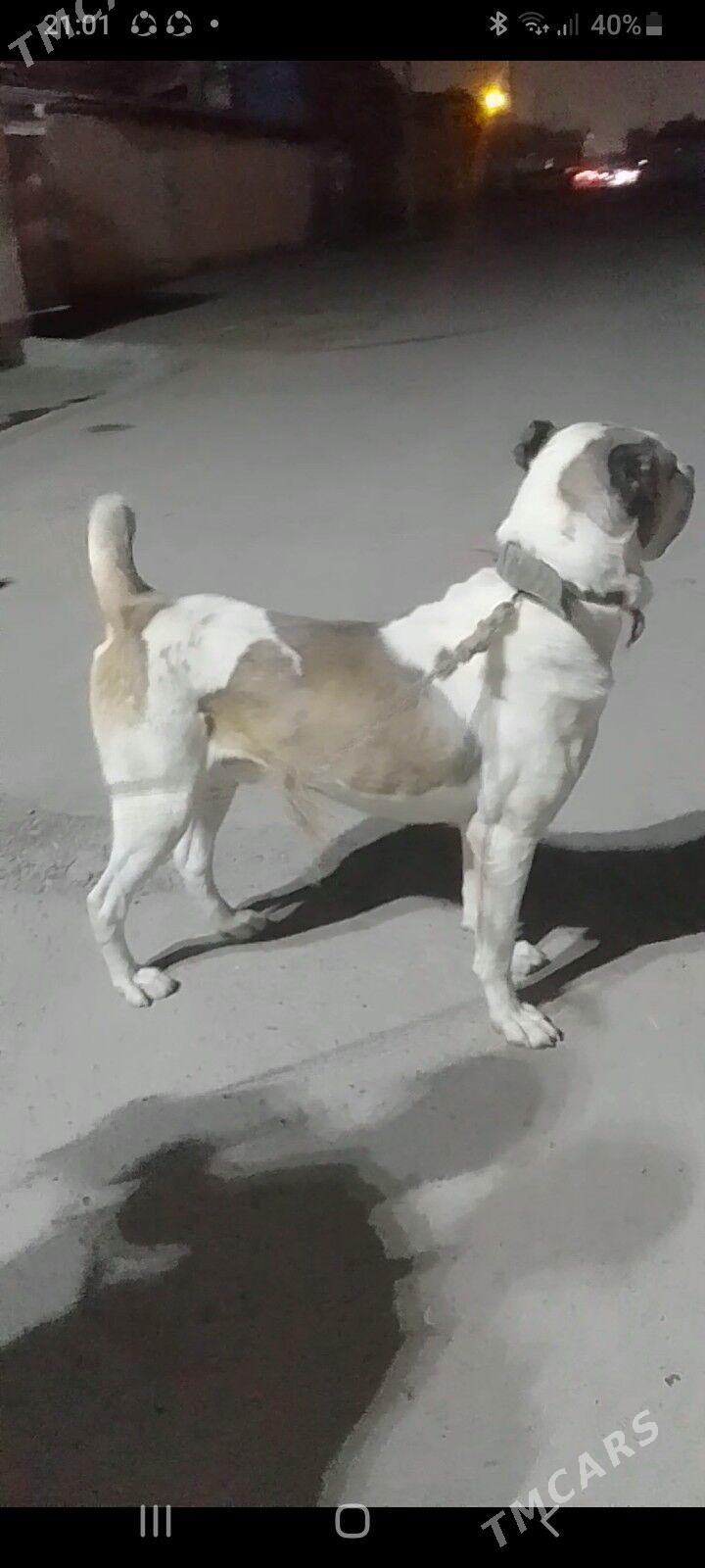 gaplan - Hitrowka - img 1