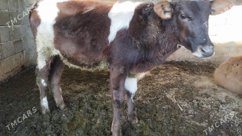 göle - Gökdepe - img 5