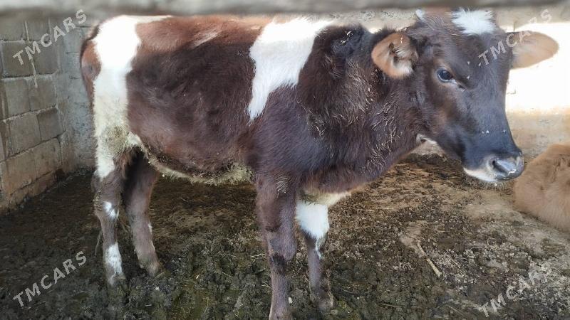 göle - Gökdepe - img 6