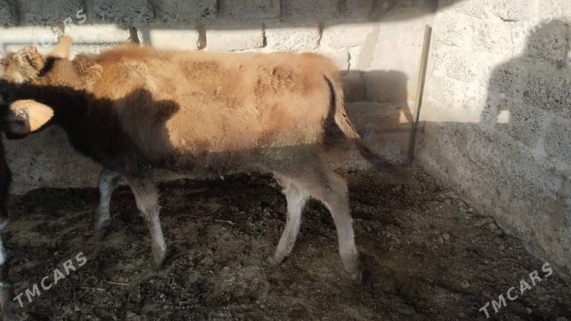 göle - Gökdepe - img 1